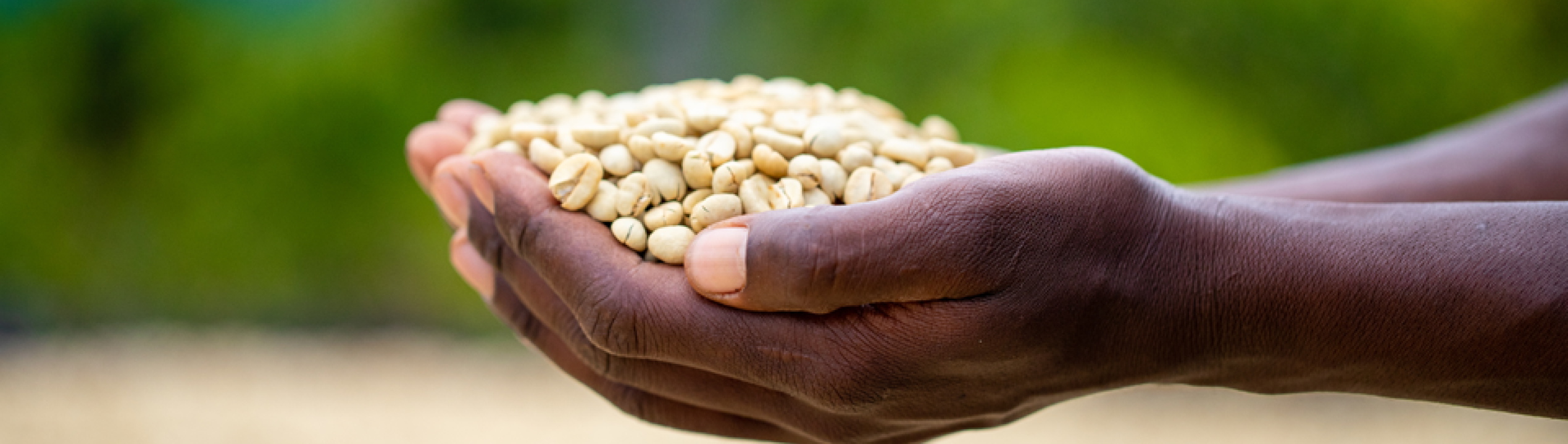 kaffeproduktion zoegas