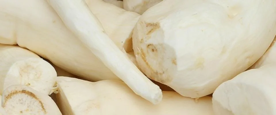 maniok yucca kassava tapioka
