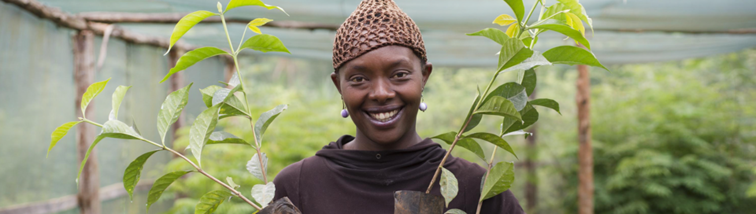 nescafe plan farmer plant