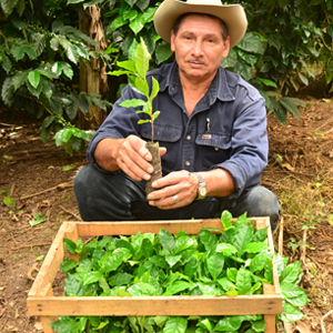 En kaffeodlare håller upp en kaffeplanta