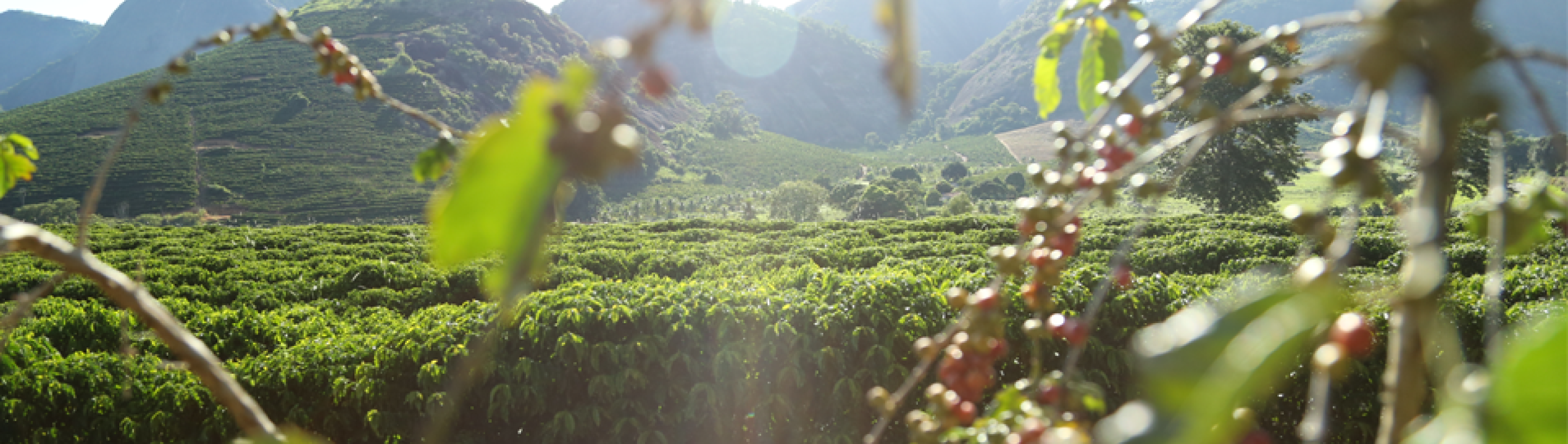 nescafe cup of respect cover