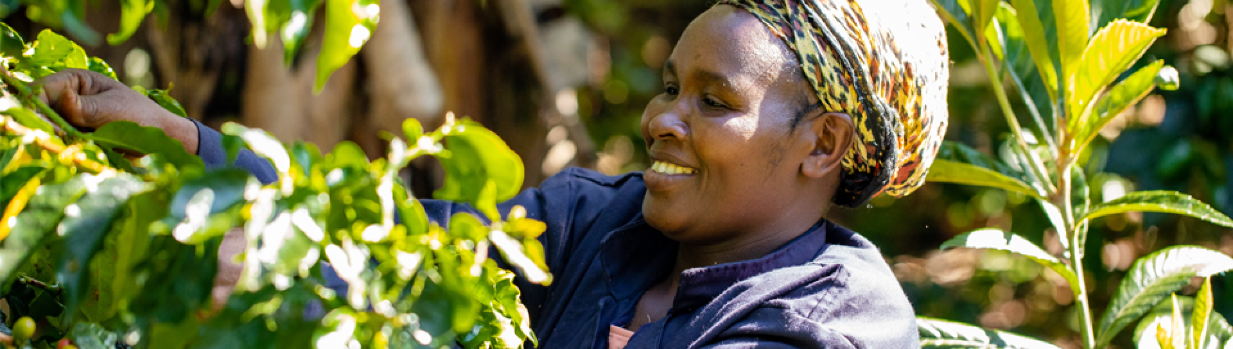 zoegas coffee by women