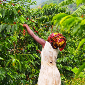 Zoégas kaffe körsbärsplockning