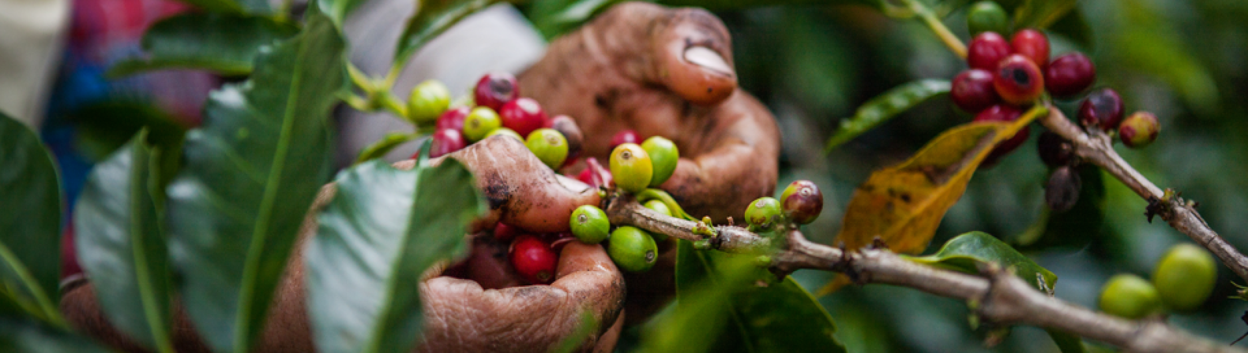 zoegas ecologic not solution