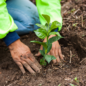 Man planterar kaffeträd i jorden