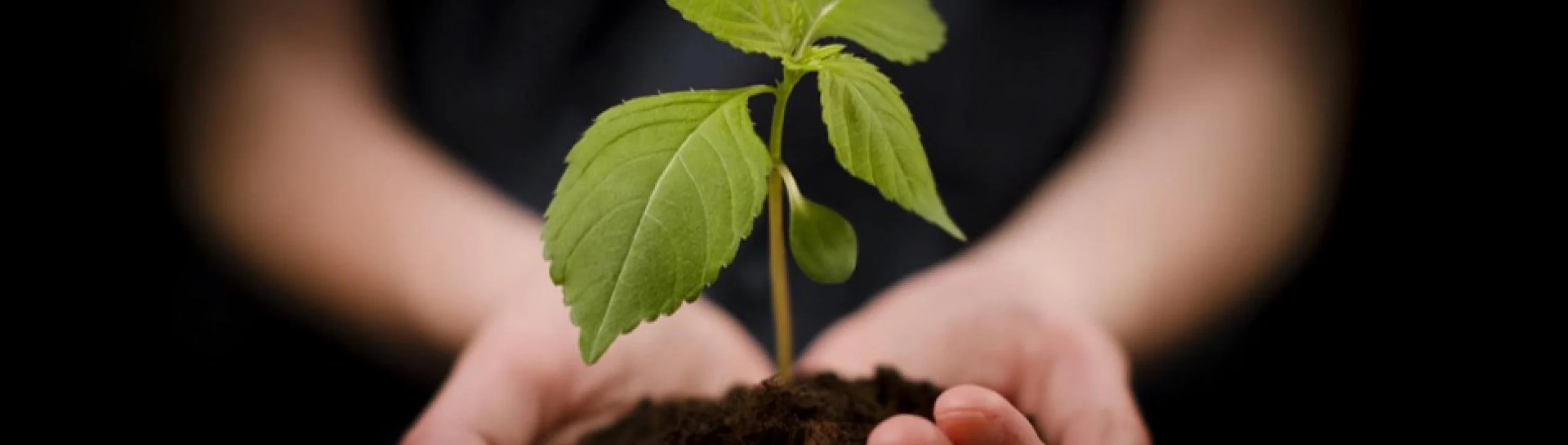 nescafe-grown-respectfully-header-web