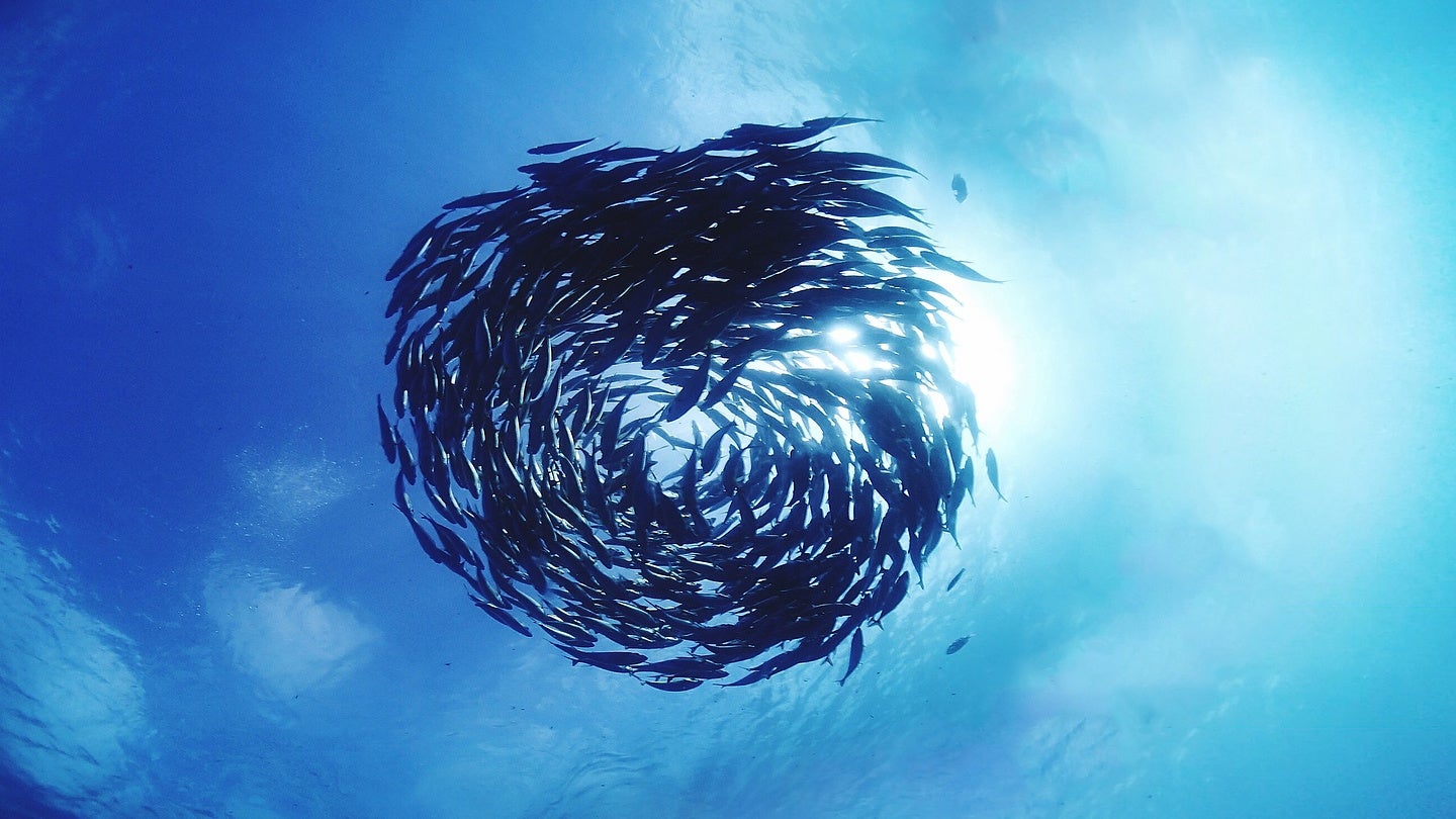 cirkulaer oekonomi symboliseret med fisk svoemmer i ring