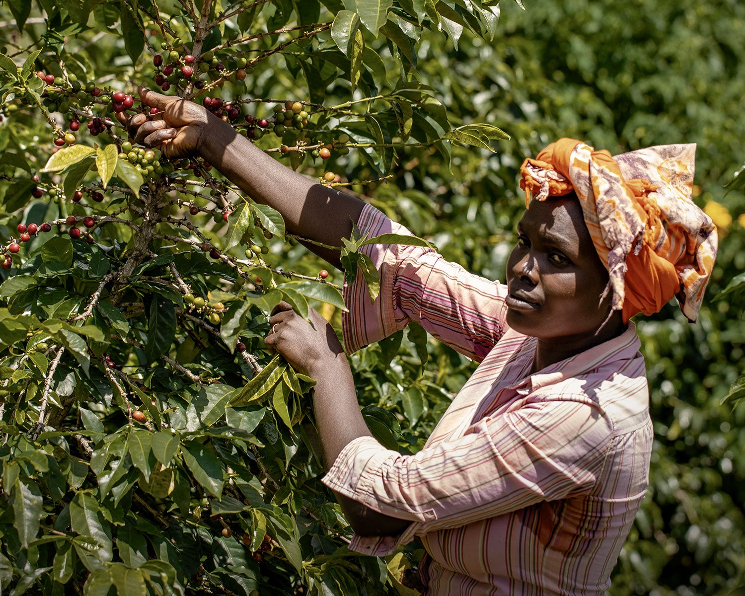 En kvinna med en scarf på huvudet plockar kaffebönor från trädet