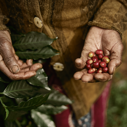 zoegas experience ethiopia cherries