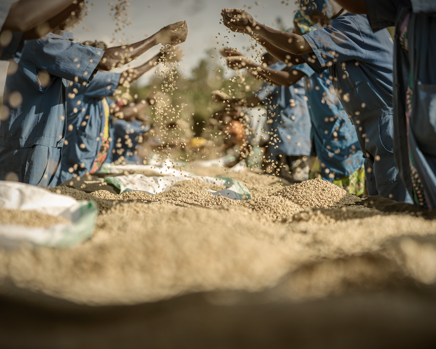 zoegas experience beans kvinnor