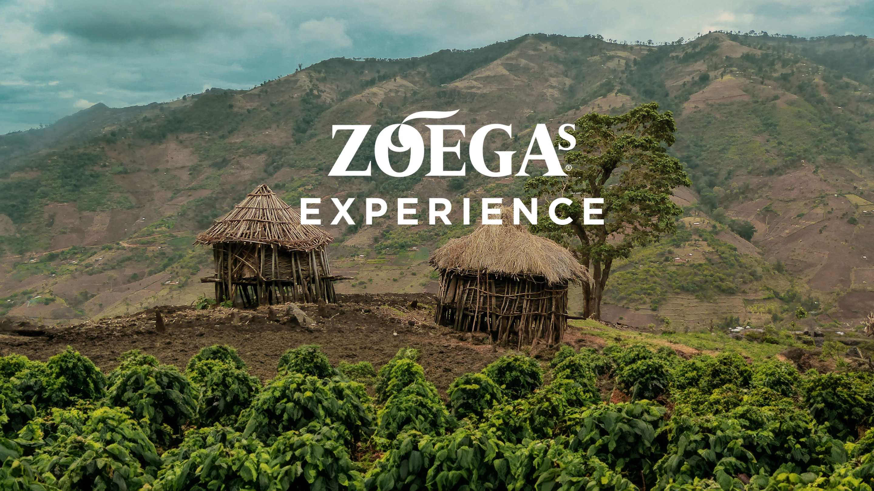 zoegas experience news cover