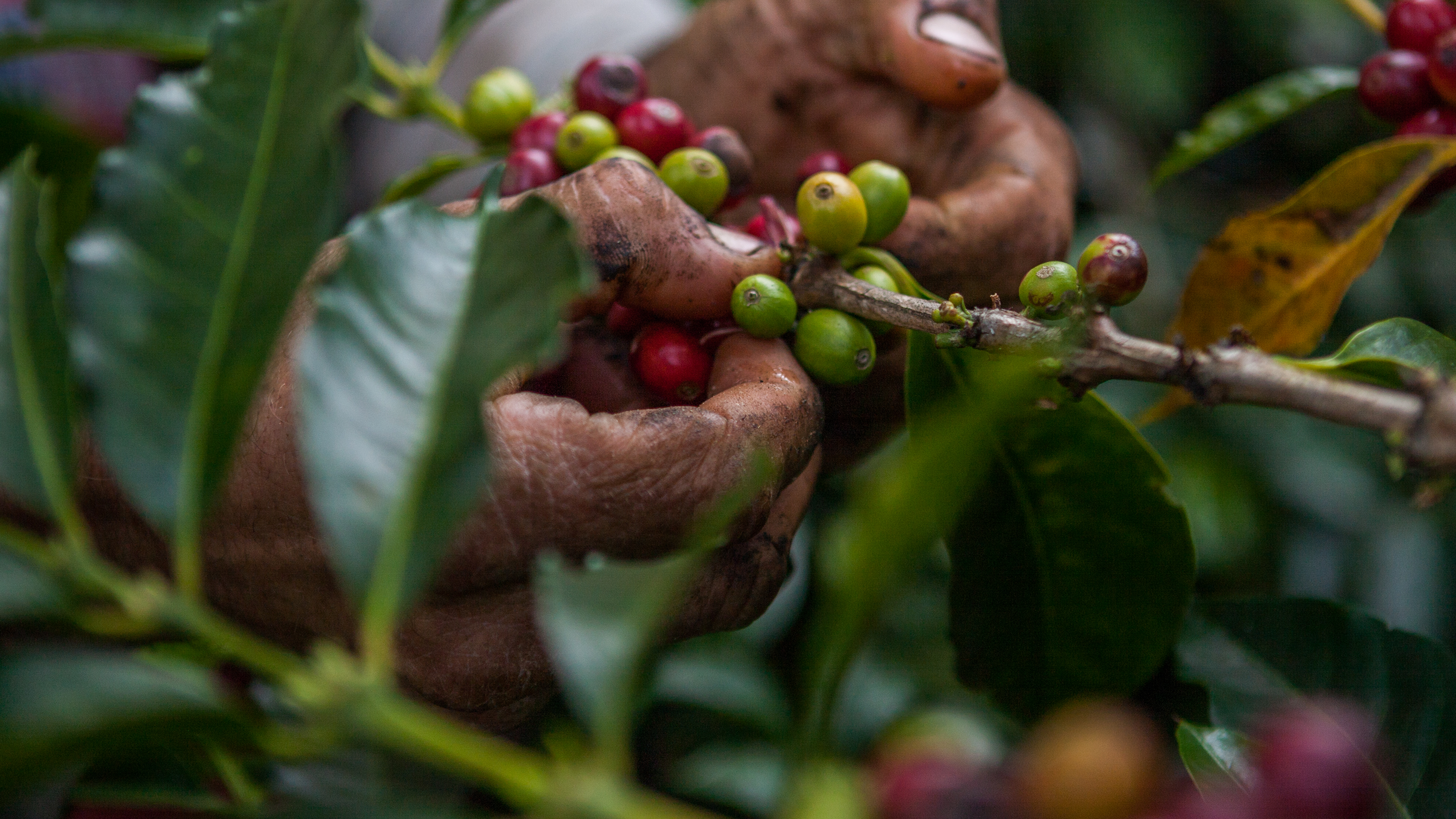 nestle coffee brew index