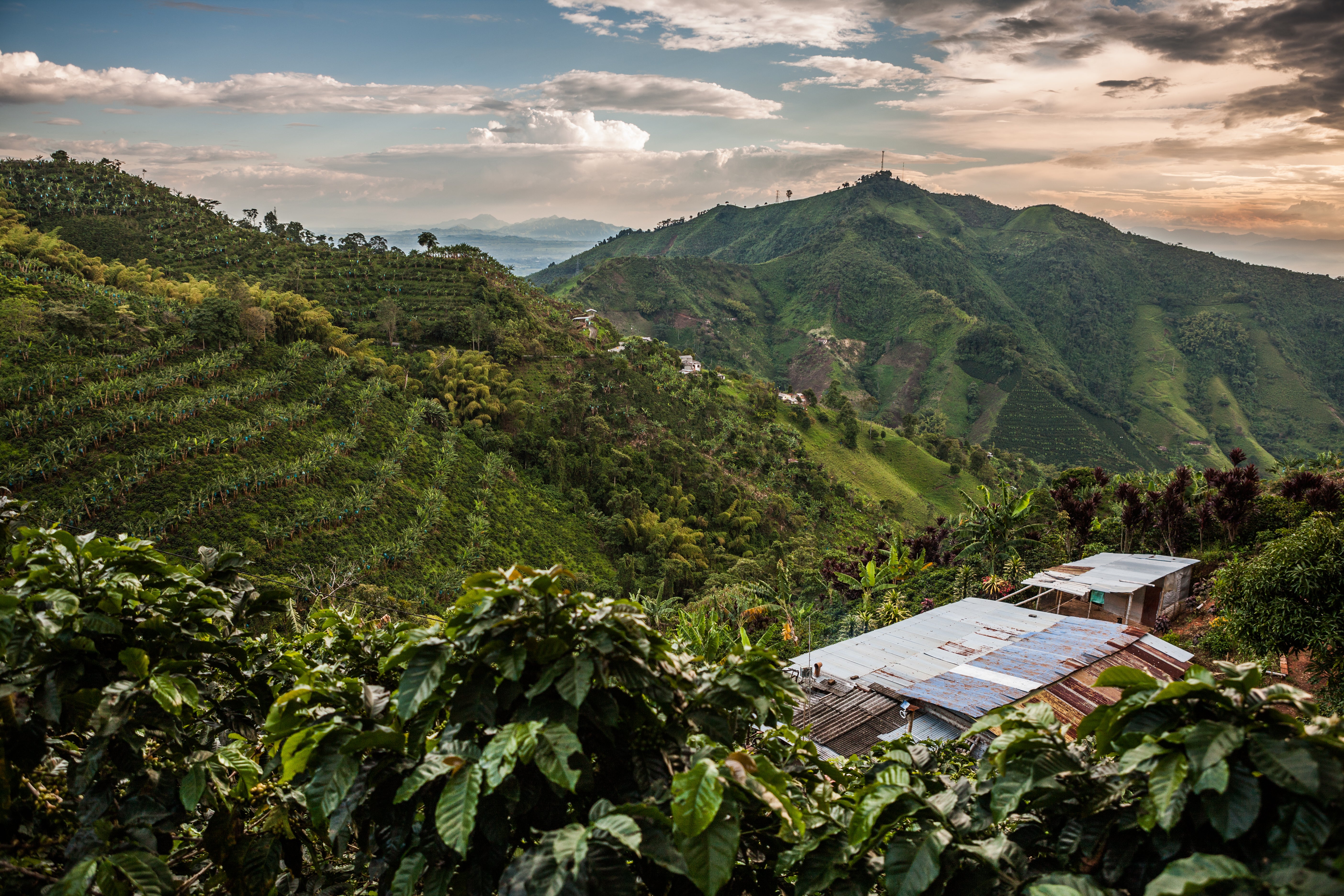 baristautbildning bild