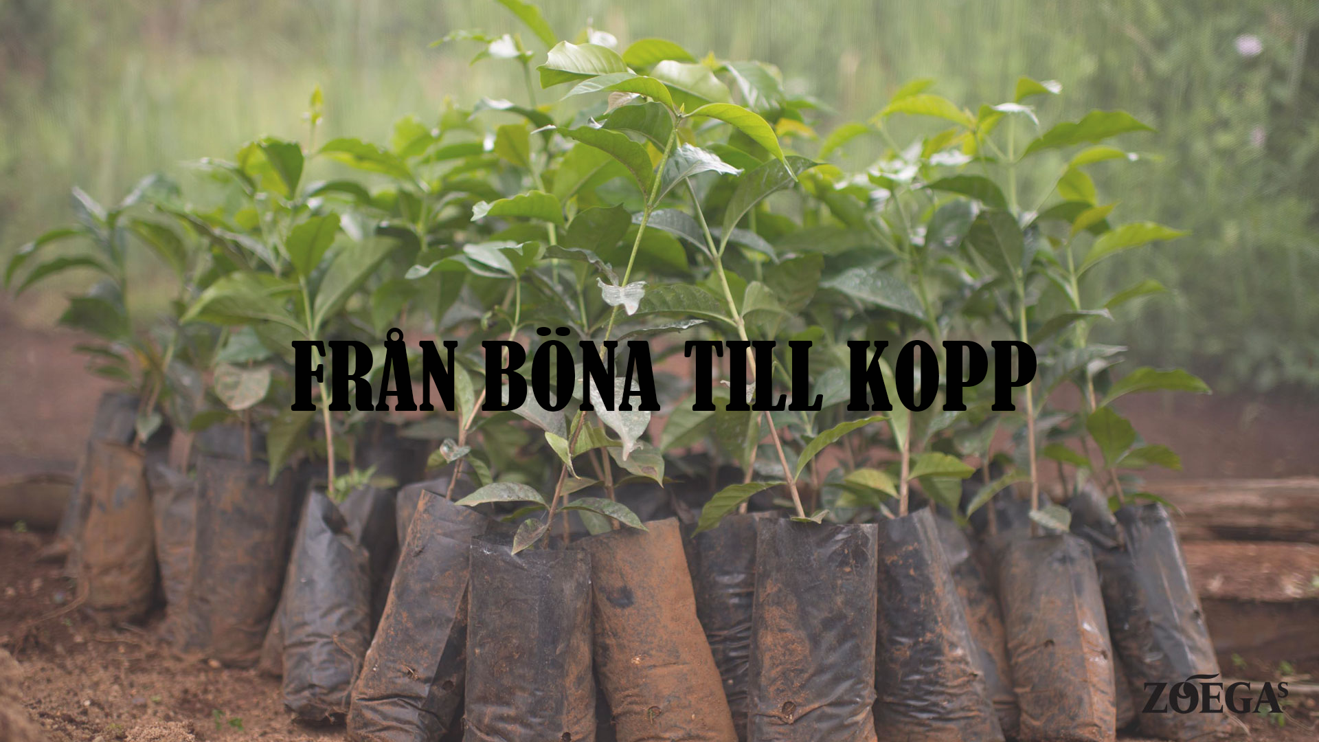 böna-till-kopp-banner