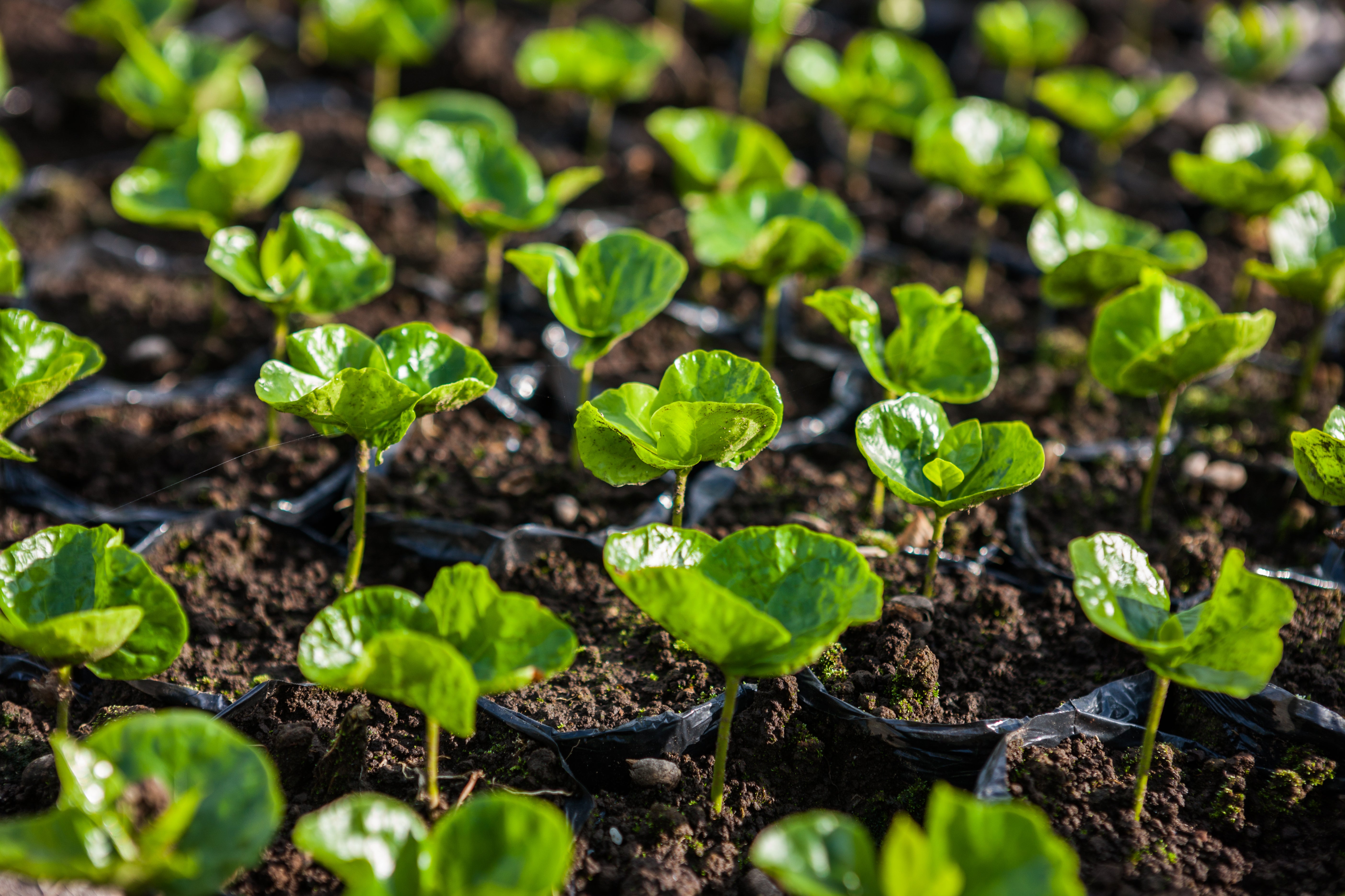 Plantager för Nestlé Professional i Colombia.