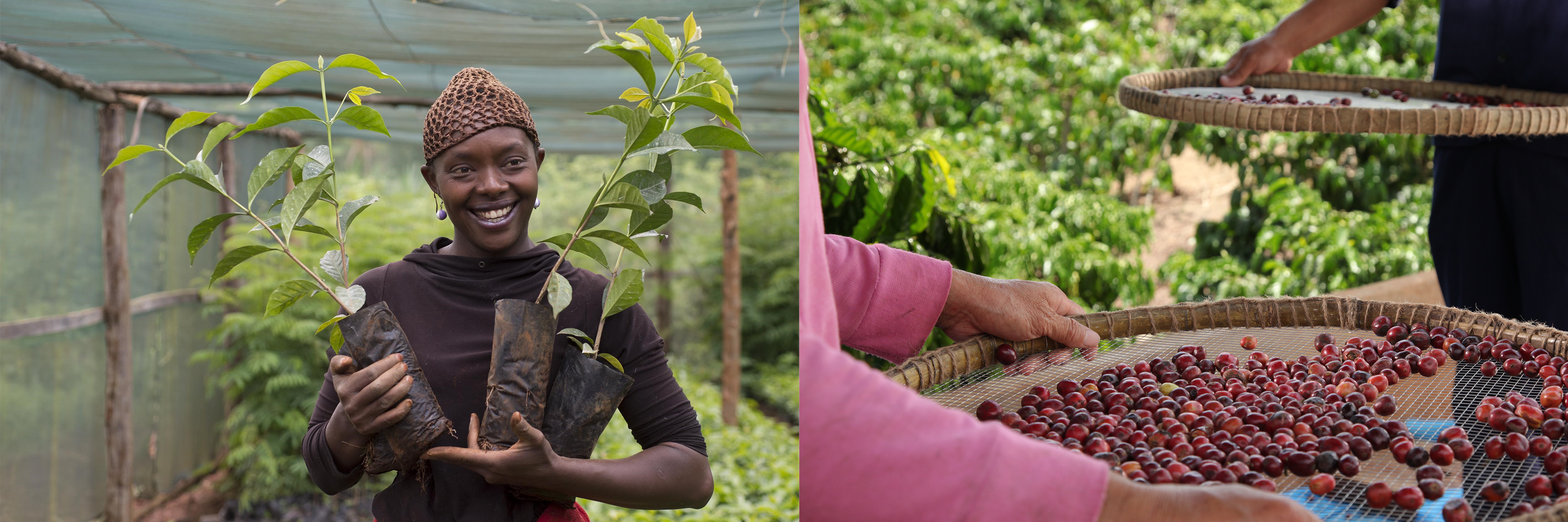 En anställd på kaffefälten som plockar kaffebönor