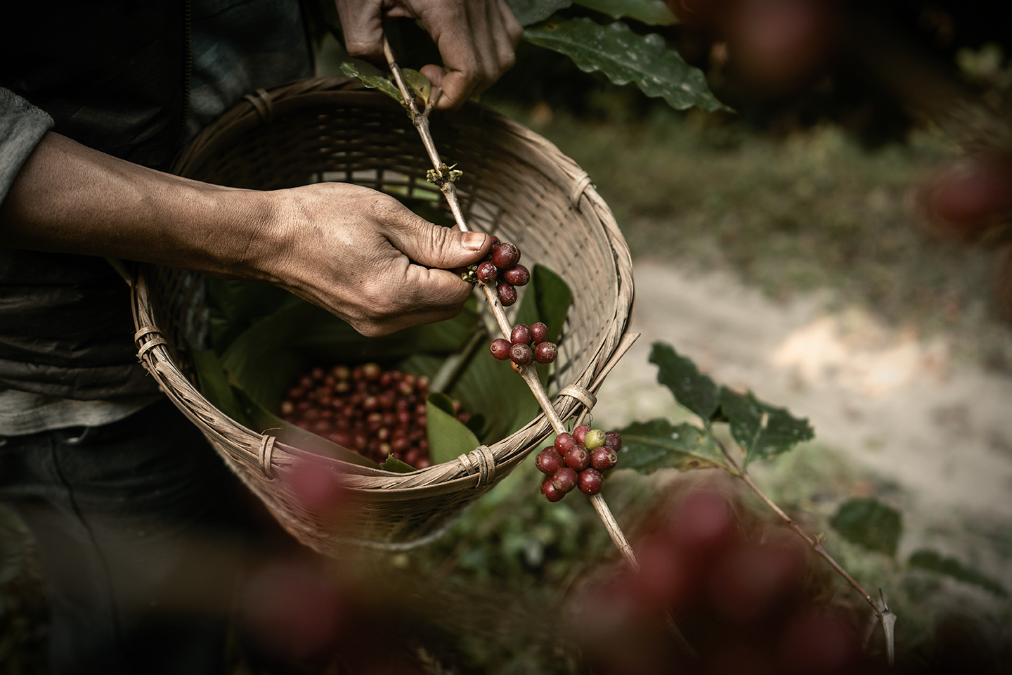 Plockar kaffebönor till korgen