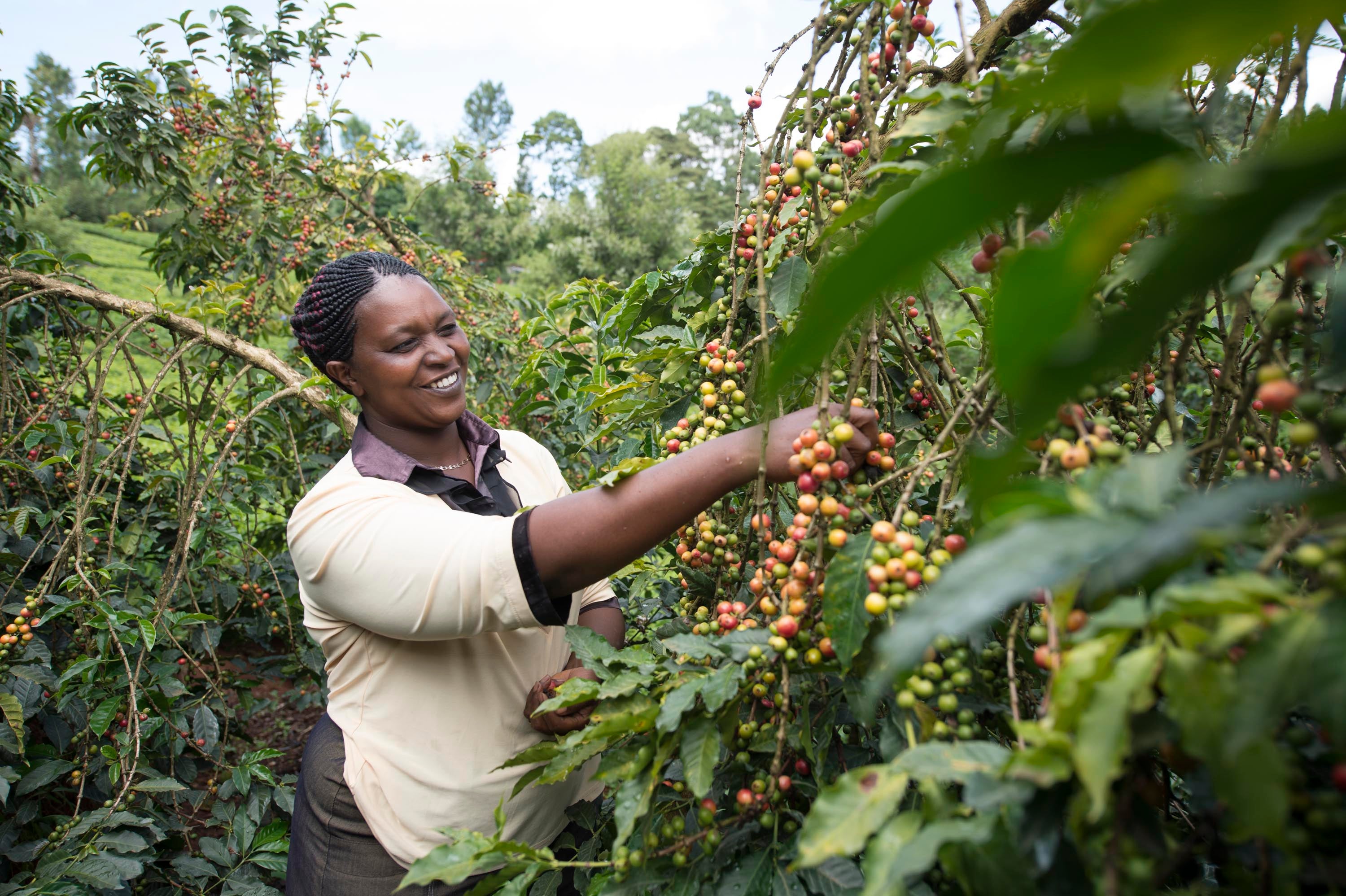 Kvinna plockar kaffebönor
