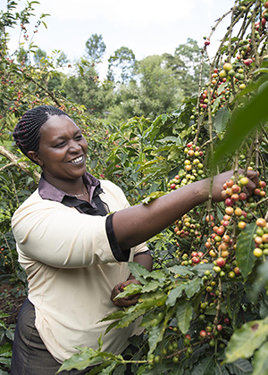 Kvinna som plockar kaffebönor på Nestlés plantager
