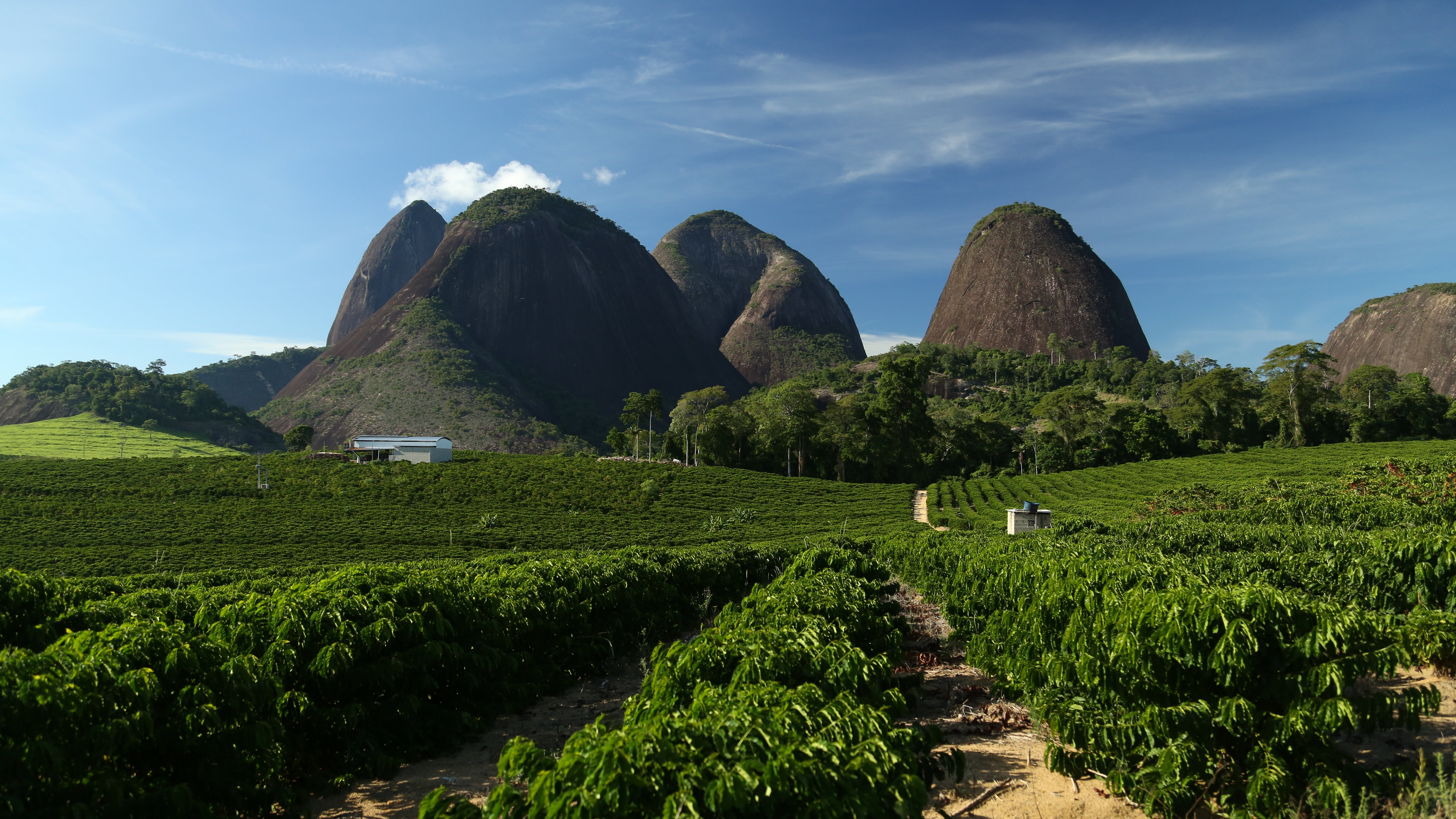 Nestlés plantager i Água Branca, Brasilien.