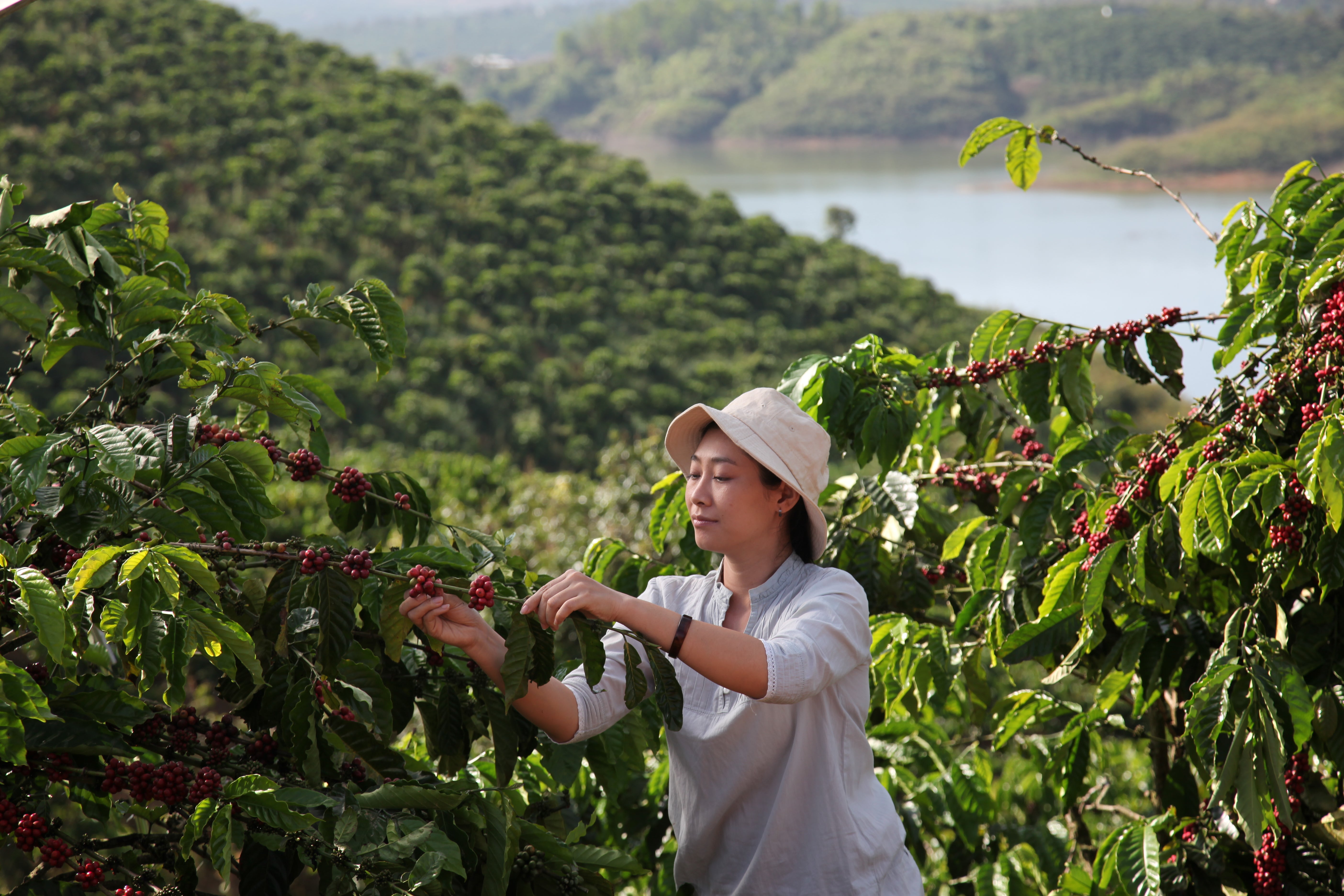 En arbetare som tar hand om Nestlés kaffebönor när de fortfarande är på trädet.