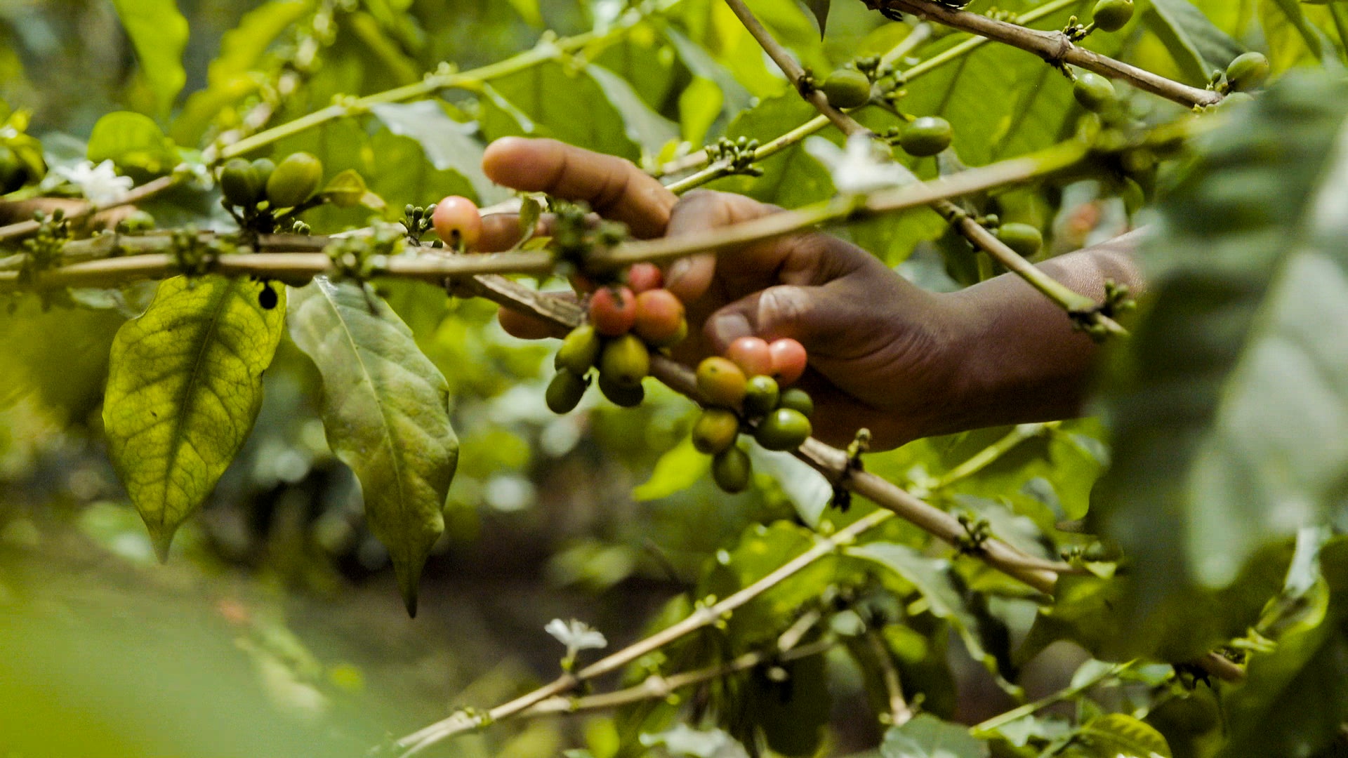 Gröna kaffebönor på en gren