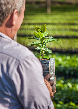 En arbetare från kaffefälten med en kaffeväxt i handen, sedd från ryggen.