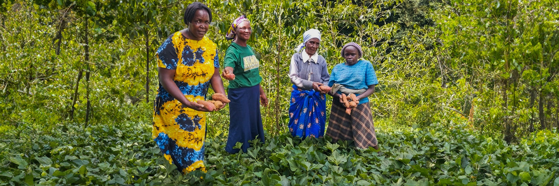 Arbetare på plantagen med sötpotatis i händerna