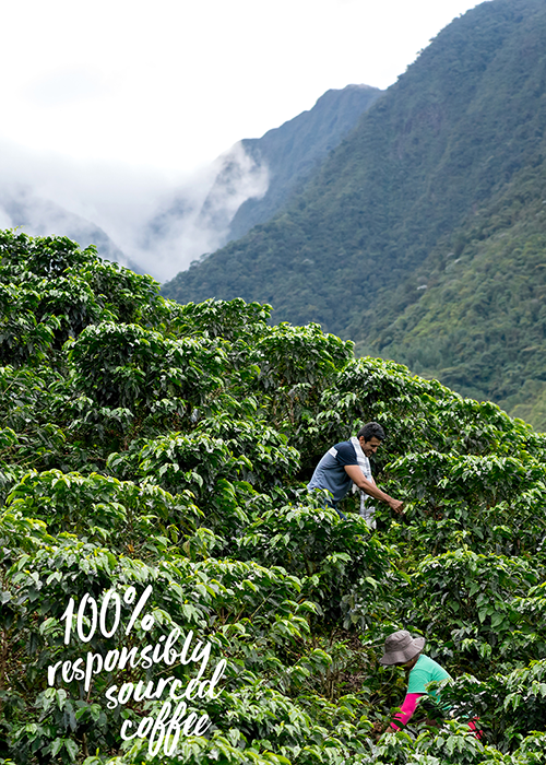 Två män arbetar på en kaffeplantage