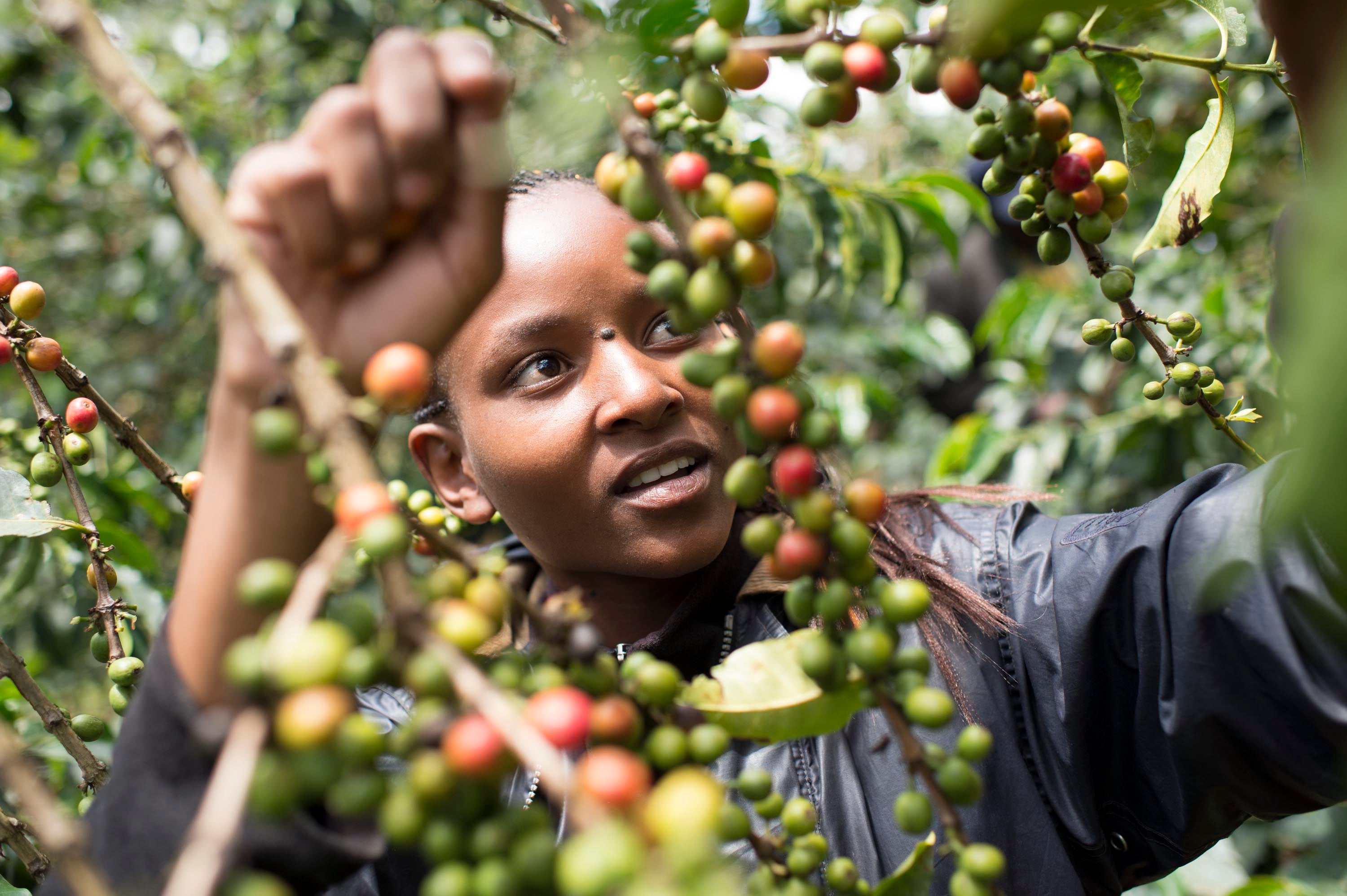 En arbetare på kaffefälten som tittar på kaffebönor på en gren.