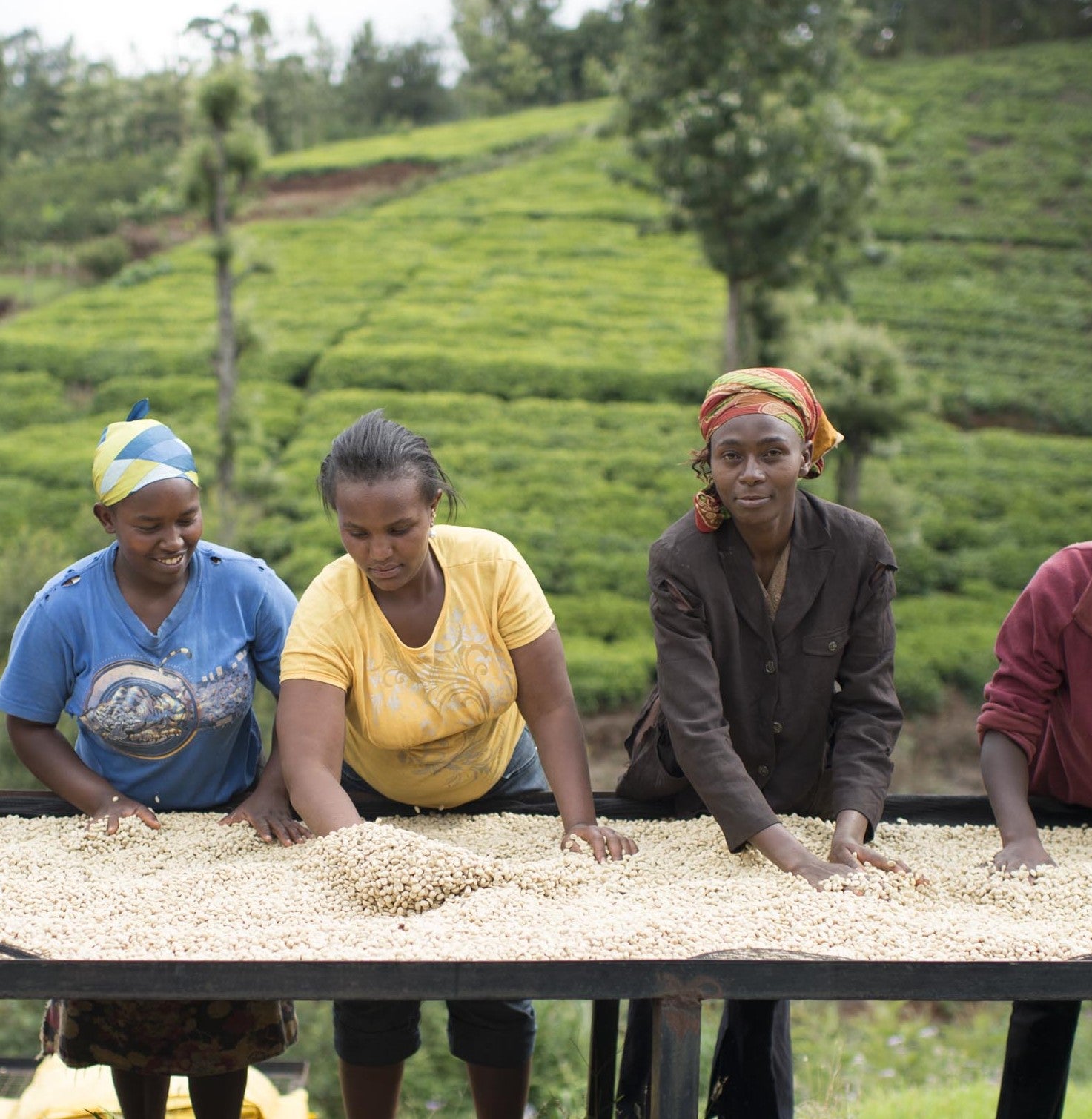 Bondearbetare på Nestlés kaffefält