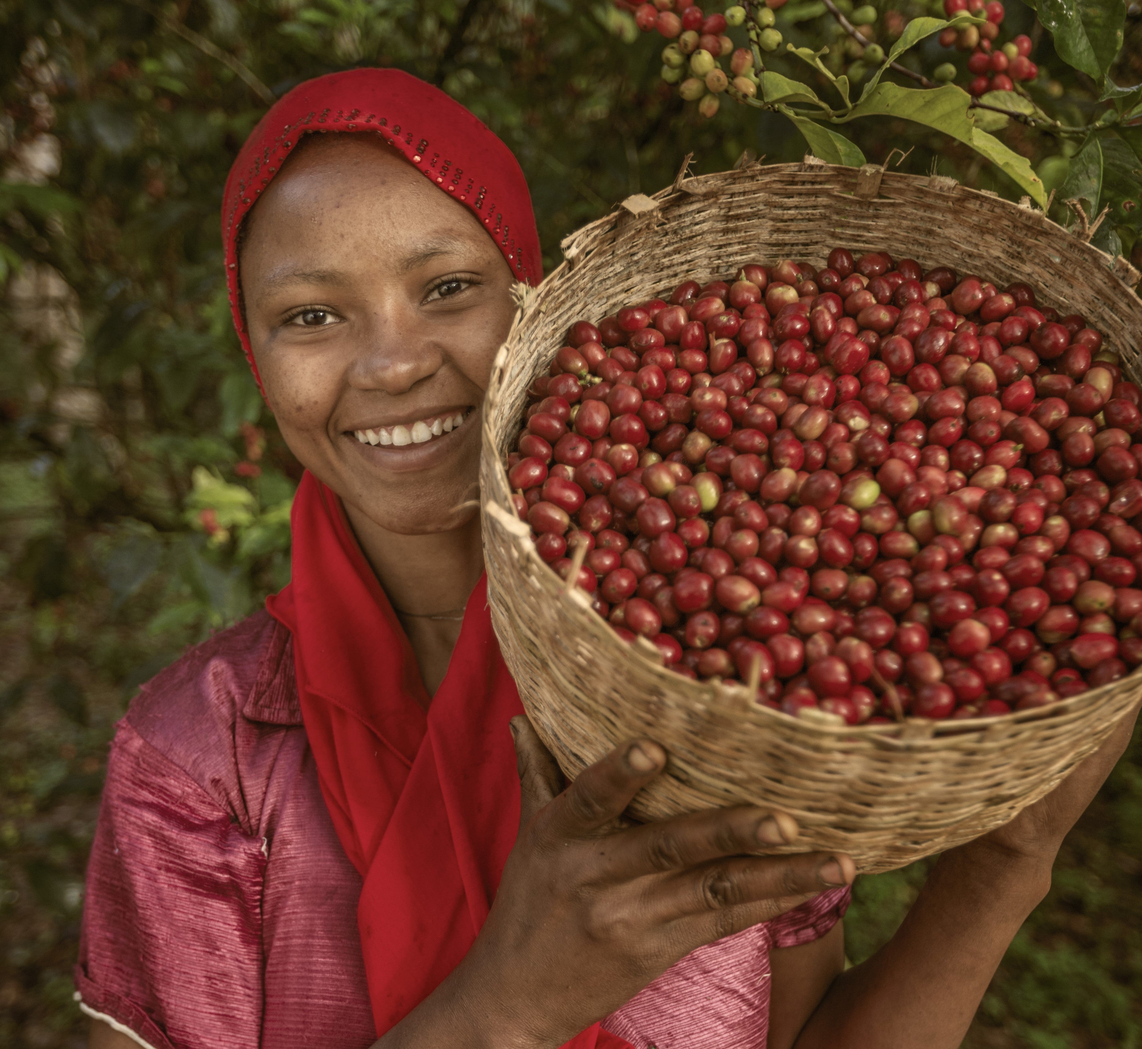 En arbetare som ler med en korg full av kaffebönor