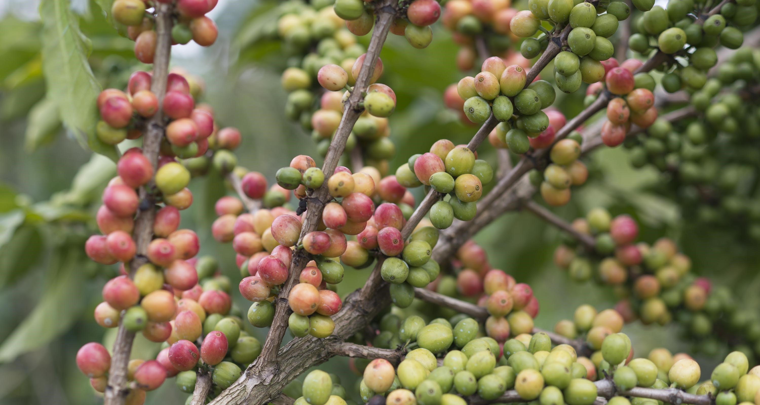 Kaffebønner på Nestlé-plantagerne.