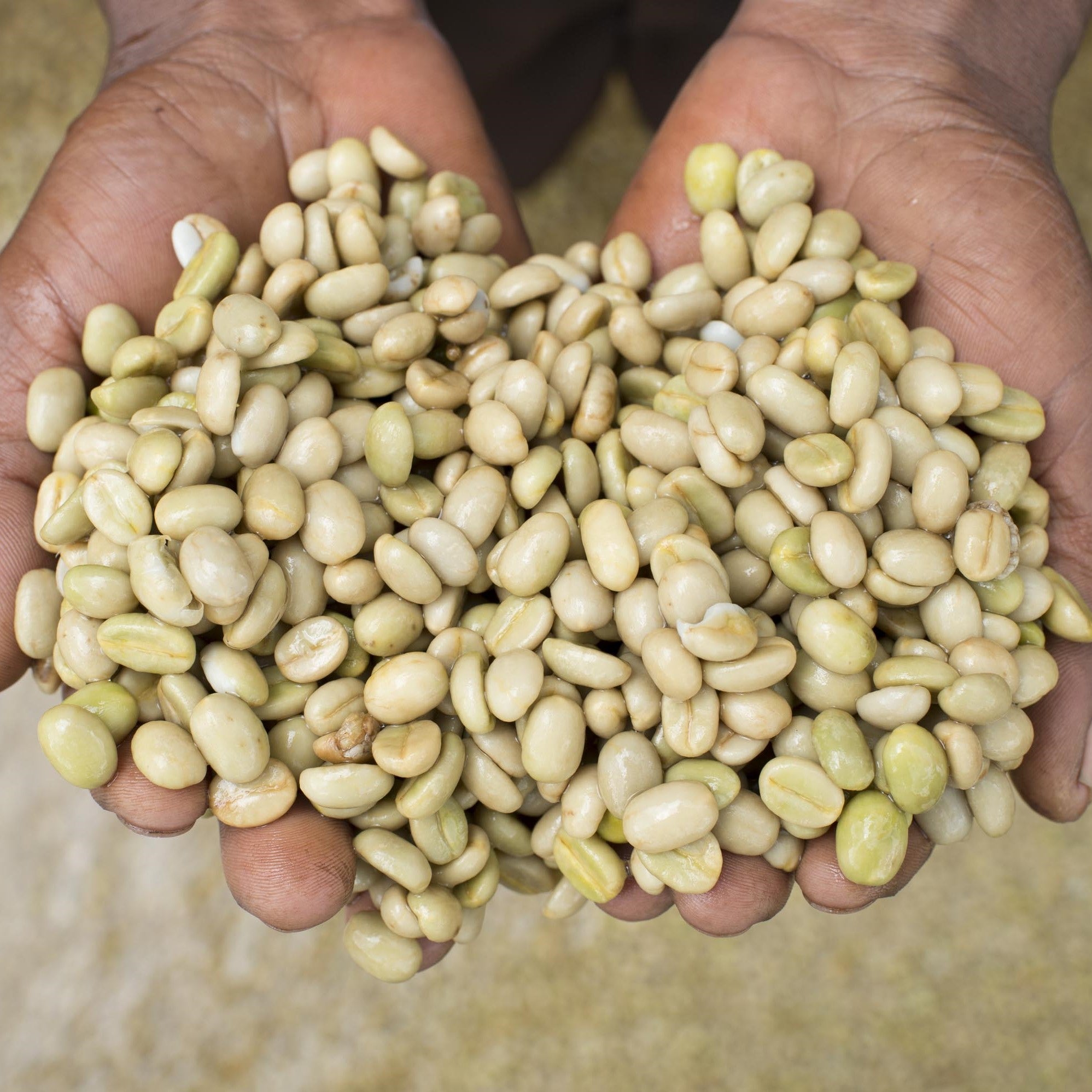 Nestlé Professional Nordics -bönor