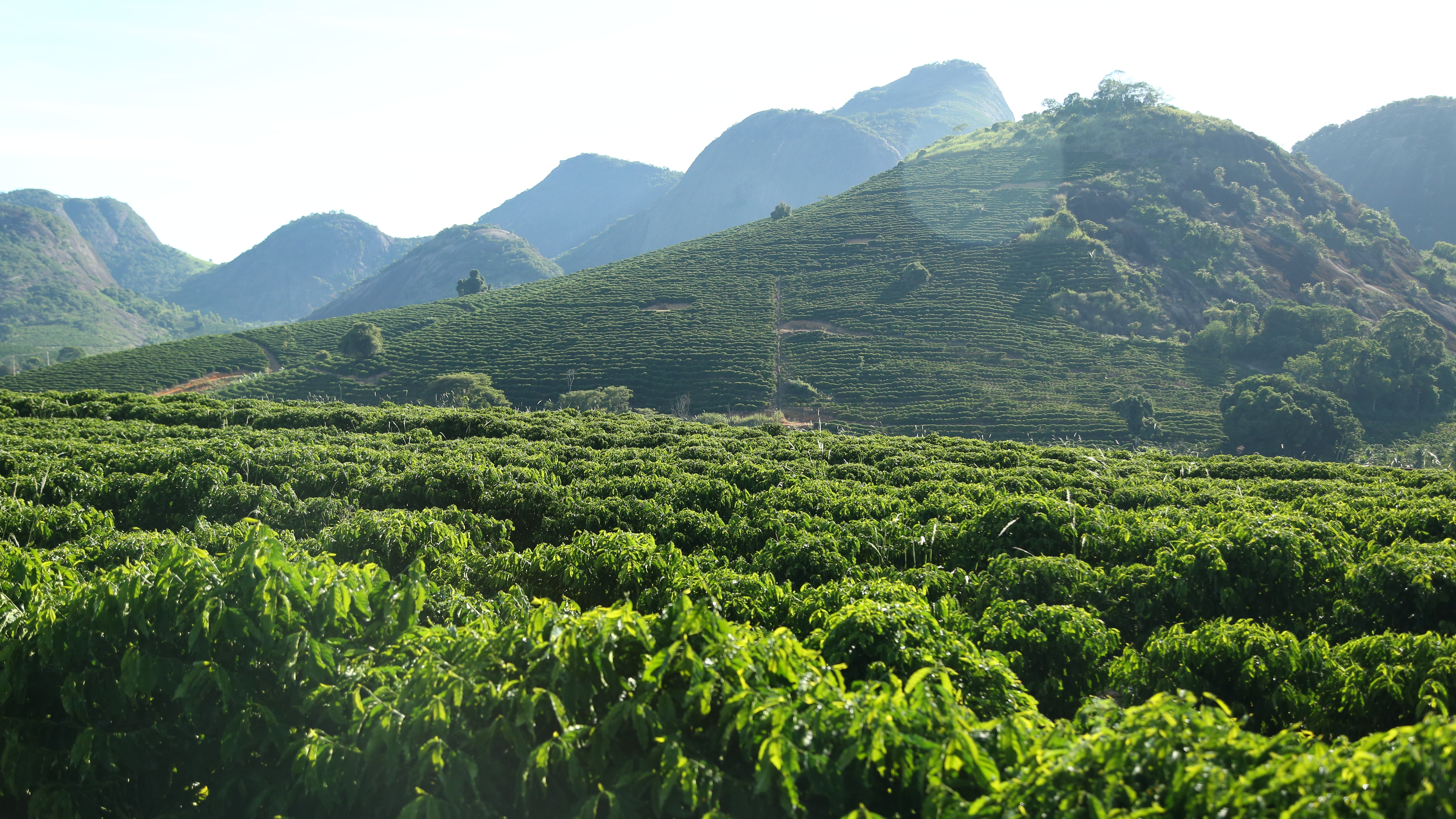 plantager Água Branca Nestlé Brasilien