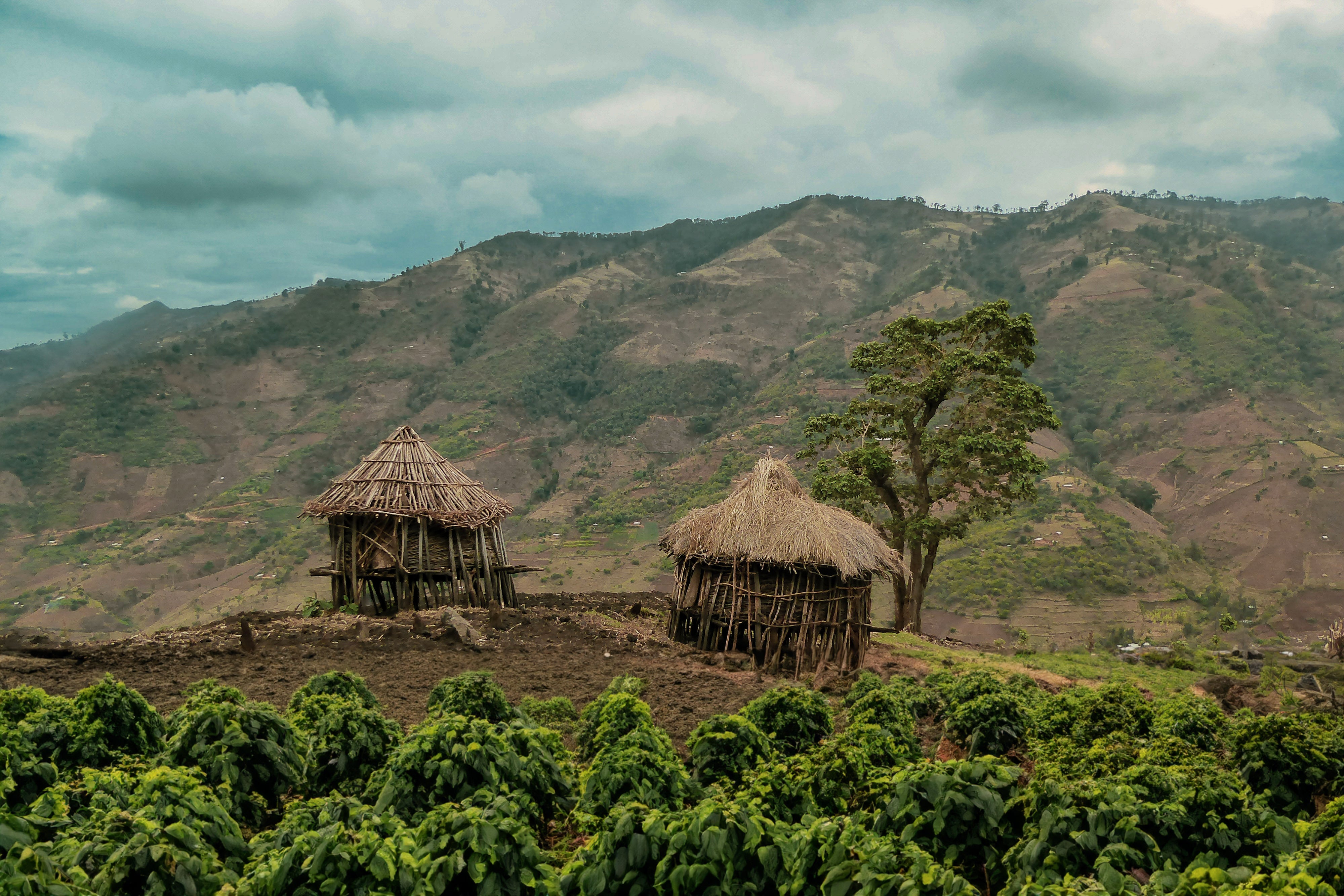 Zoégas kaffeplantage