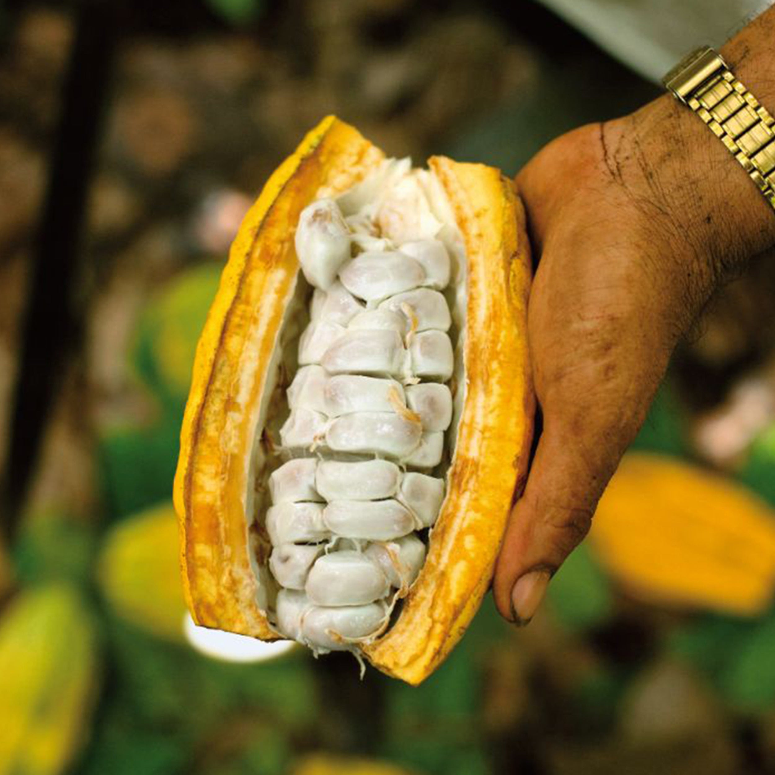 en mand holder en kakaofrugt op