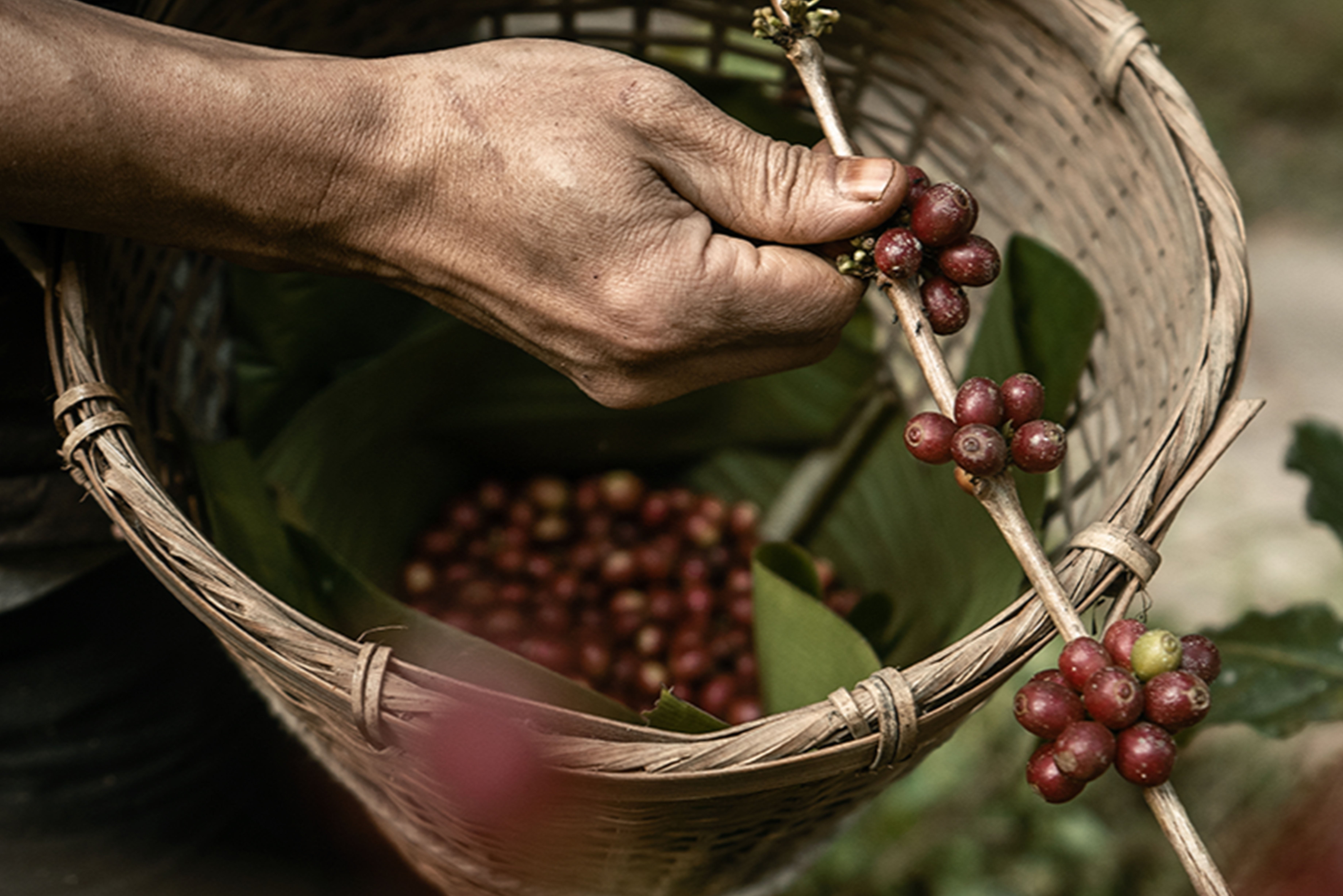 En hand plockar kaffebönor från gren