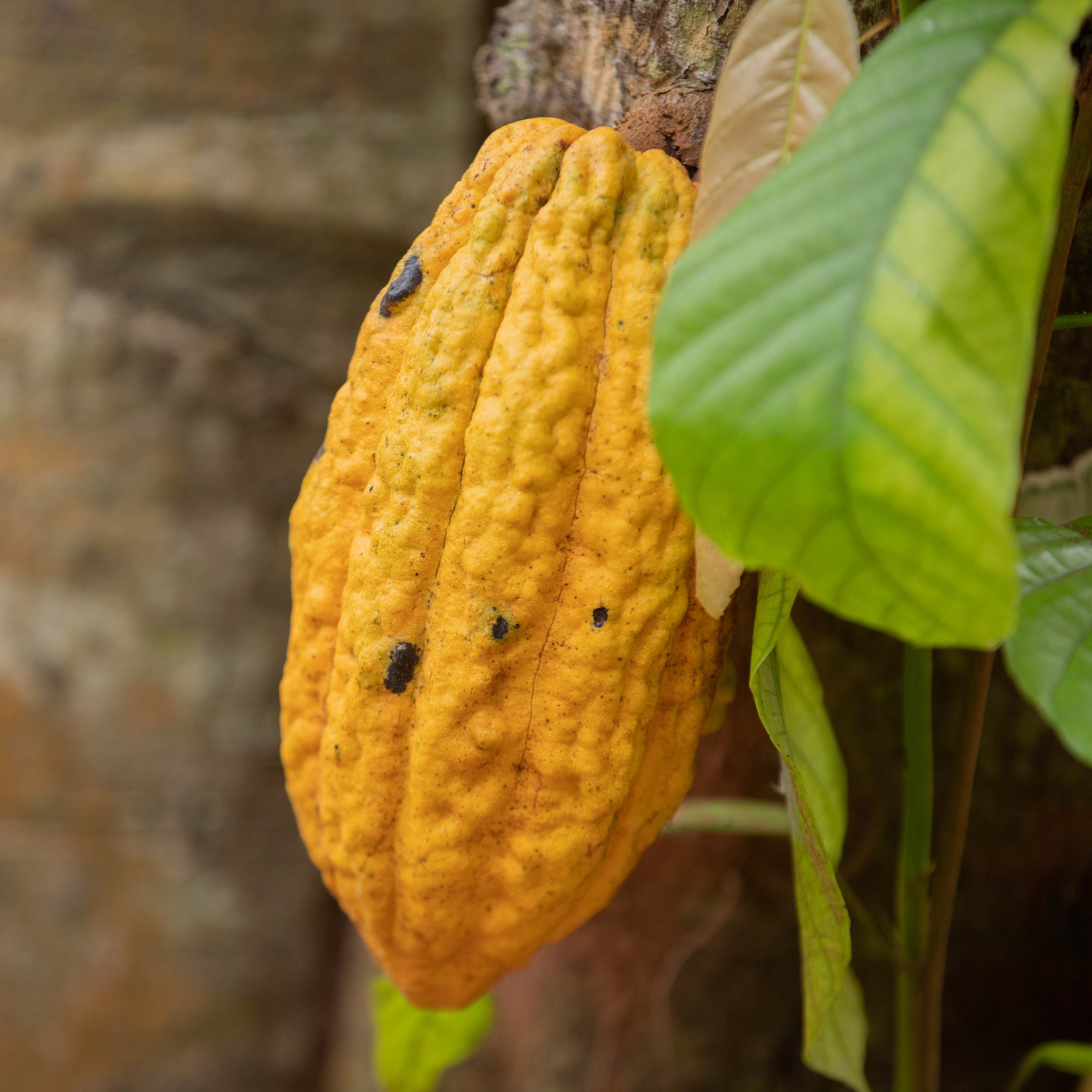 Kakao i trädet, innan den fångas