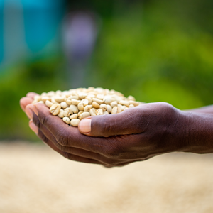 responsibly sourced coffee beans
