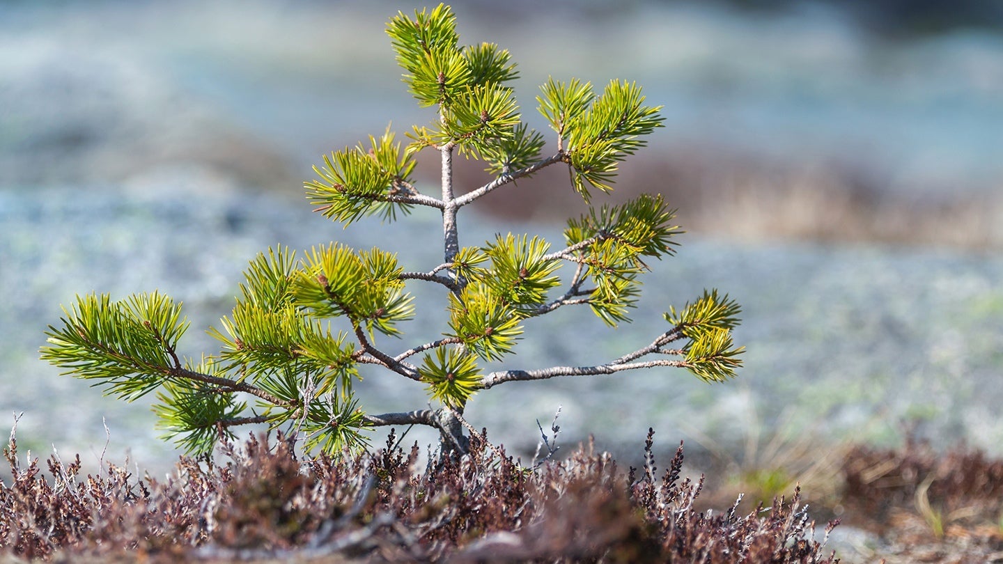 Planet Nestlé Professional