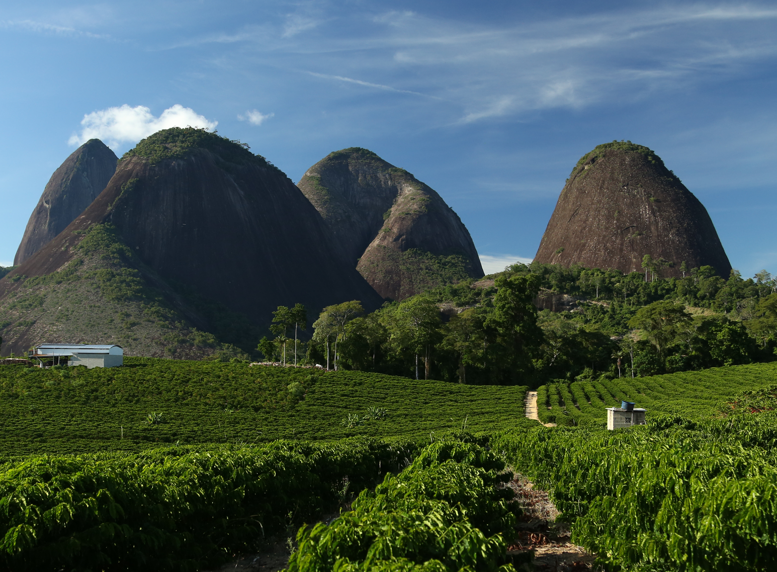 kaffeodling i bergigt landskap
