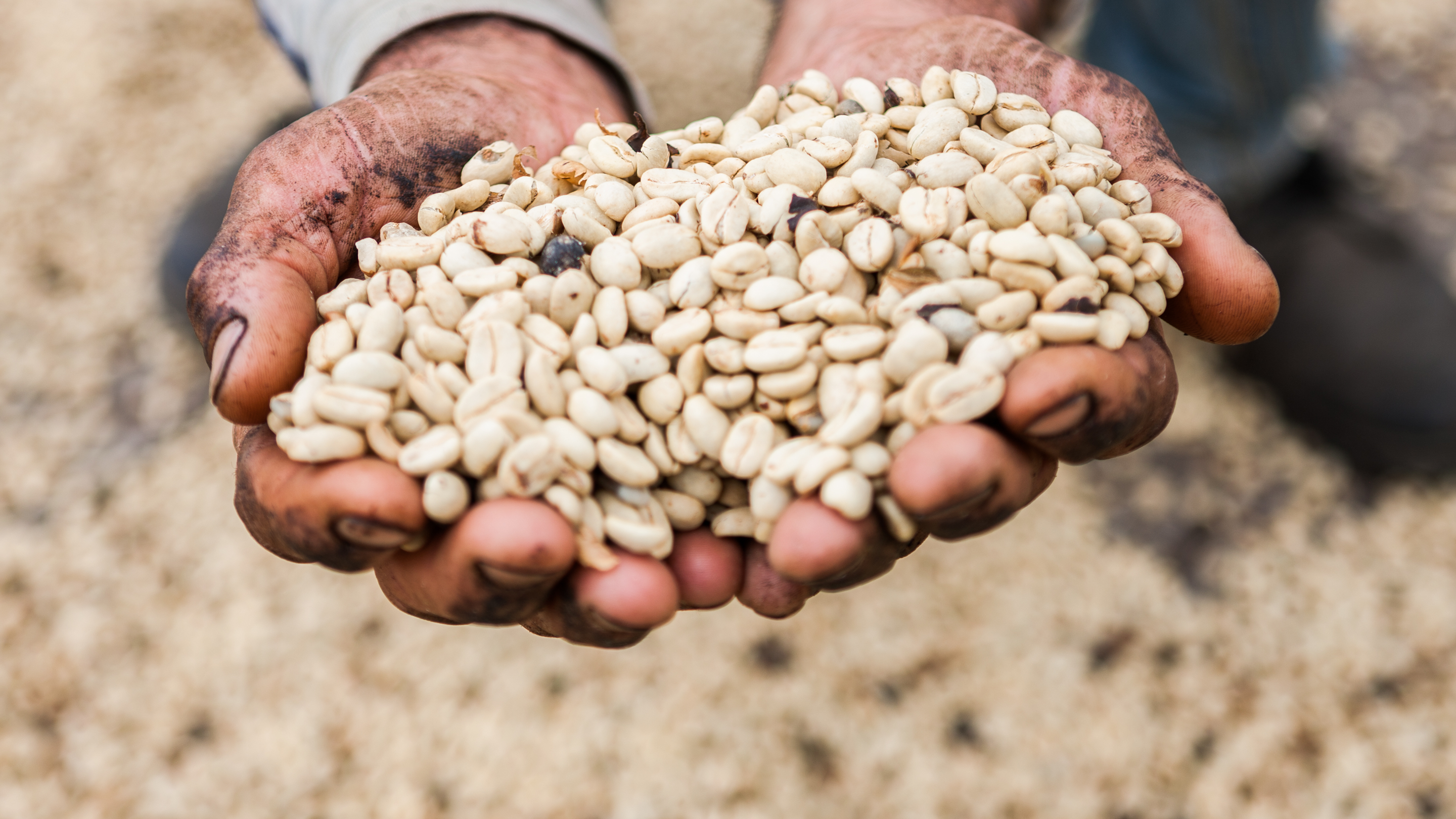 kaffebönor ligger i händer