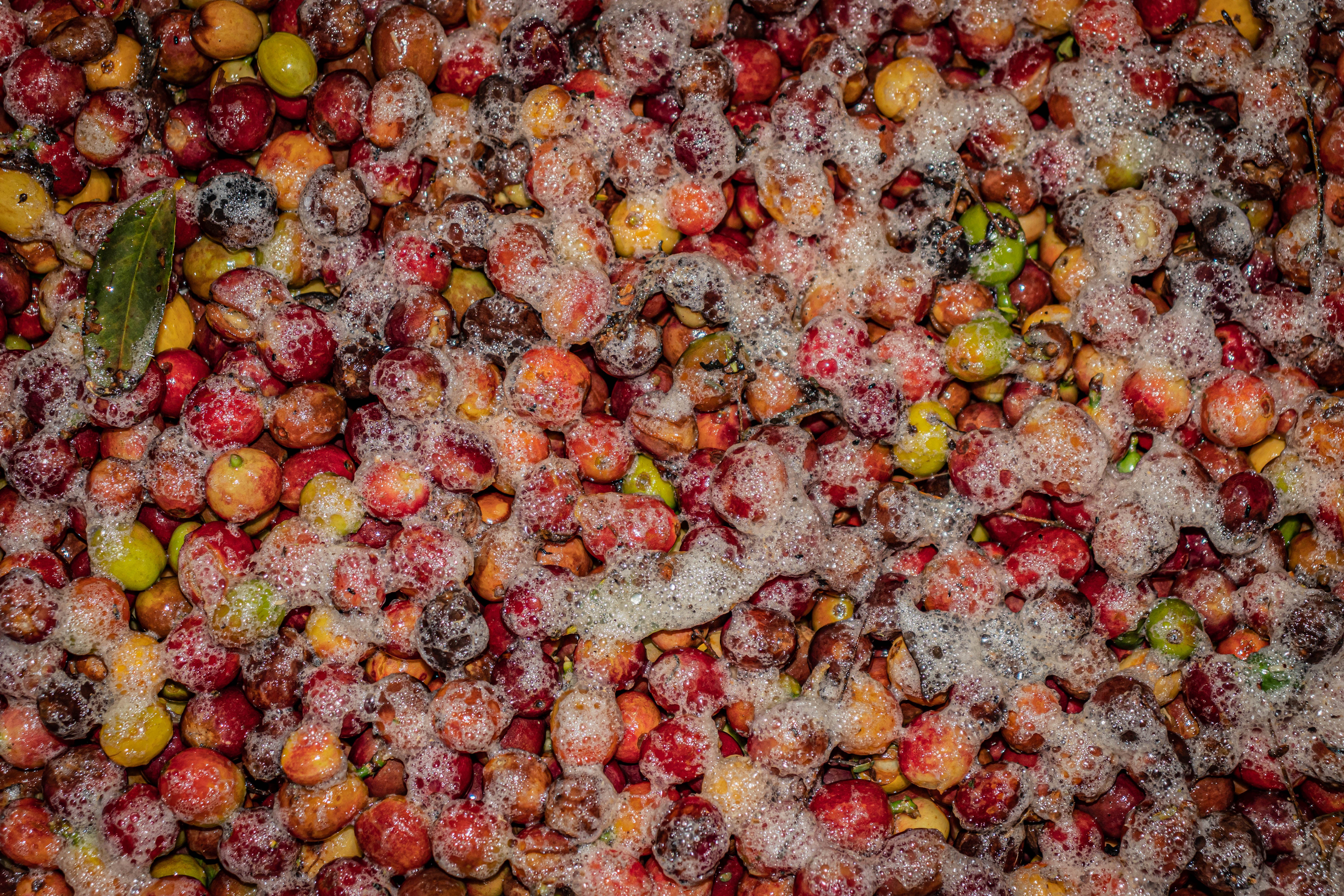 fermentering av kaffebär