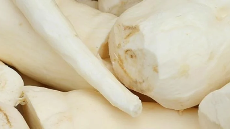 maniok yucca kassava tapioka