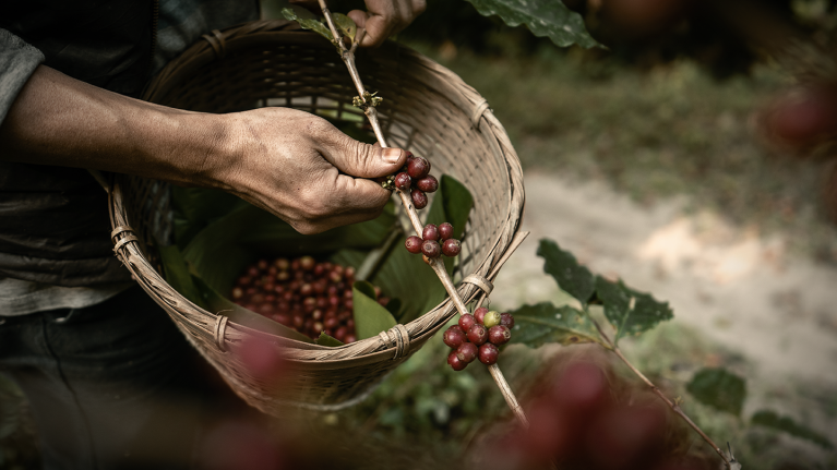 Plockar kaffebönor till korgen