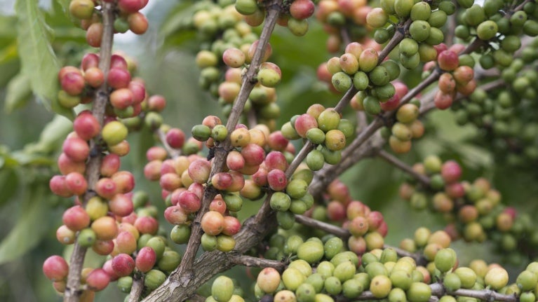 Kaffebønner på Nestlé-plantagerne.