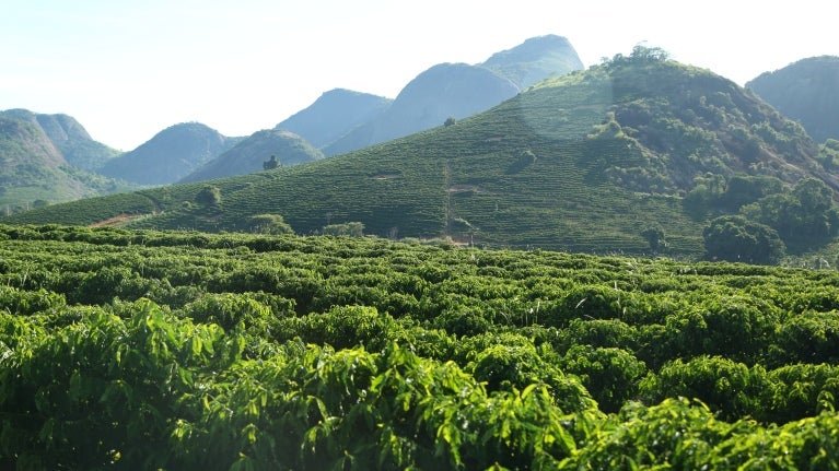 plantager Água Branca Nestlé Brasilien