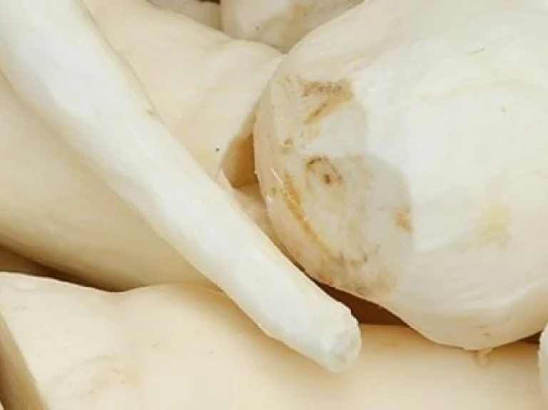 maniok yucca kassava tapioka