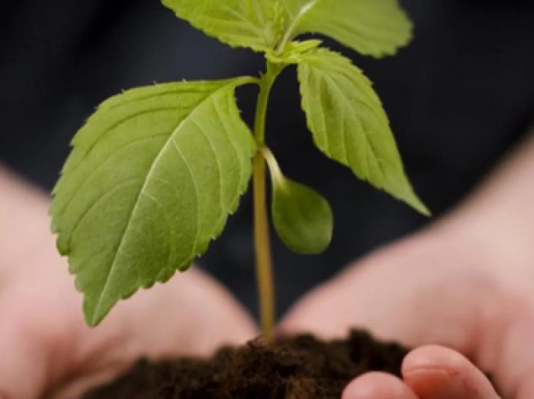 nescafe-grown-respectfully-header-web